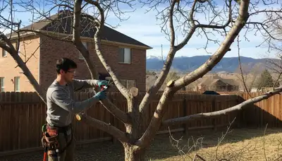 Arborist pruning fruit tree in Littleton, CO backyard orchard for healthy growth and improved yield