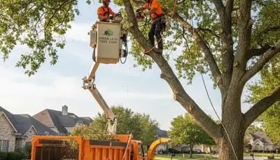 Professional arborist performing tree pruning in Littleton, CO for healthy residential trees