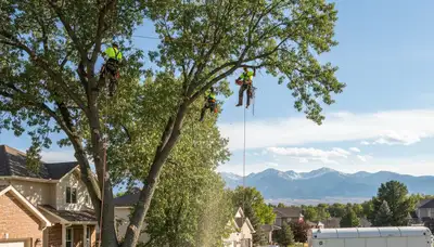 Professional tree removal service in Littleton, CO by certified arborists at Tree Service Littleton
