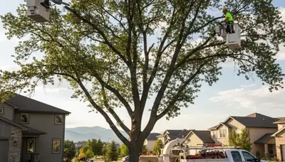 Professional tree removal service in Littleton CO safely cutting and clearing large residential trees