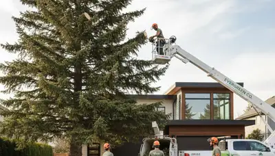 Professional tree removal service in Littleton, CO by certified arborists using safe equipment