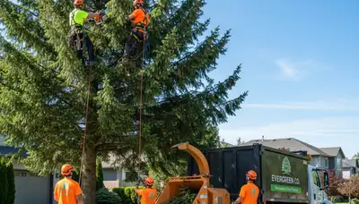 Professional tree removal service crew in Littleton, CO safely cutting and clearing large trees