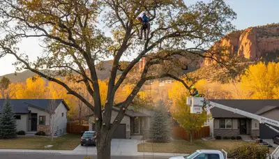 Professional tree removal service in Littleton, CO by certified arborists