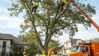Arborist performing professional tree trimming service in Littleton, CO for healthy landscape maintenance