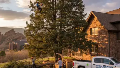 Professional tree removal service in Littleton CO by certified arborists