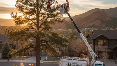 Professional tree removal service in Littleton CO safely cutting and clearing large backyard trees