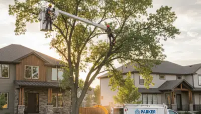 Professional tree removal service in Littleton CO safely clearing trees and debris