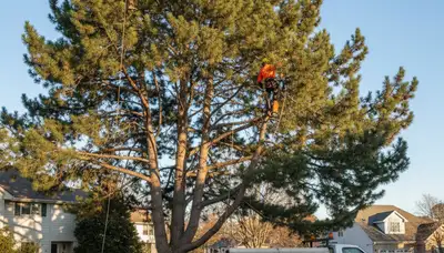 Professional tree removal service in Littleton, CO by certified local arborists
