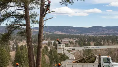 Professional tree removal service in Littleton, CO by local certified arborists
