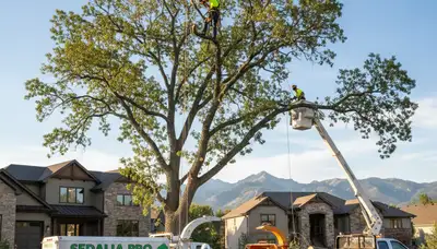 Professional tree removal service in Littleton CO safely cutting and clearing large residential trees