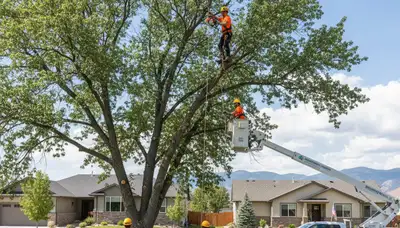 Professional tree removal service in Littleton CO by certified arborists