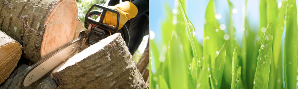 Tree Services Lone Tree CO Tree Service Professionals in Lone Tree CO Free Tree Service Quotes in Lone Tree CO Tree Service Estimates in Lone Tree CO