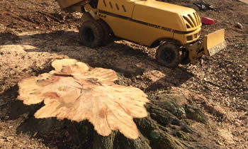 Stump Removal in Littleton CO Stump Removal Services in Littleton CO Stump Removal Professionals Littleton CO Tree Services in Littleton CO