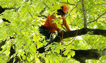 Tree Trimming in Littleton CO Tree Trimming Services in Littleton CO Tree Trimming Professionals in Littleton CO Tree Services in Littleton CO Tree Trimming Estimates in Littleton CO Tree Trimming Quotes in Littleton CO