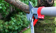 Tree Pruning Services in Littleton CO