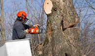 Tree Removal in Littleton CO