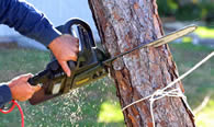 Tree Trimming in Littleton CO